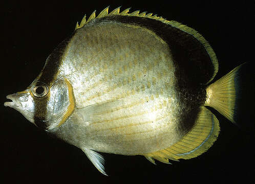 Image of Gardiner's Butterflyfish