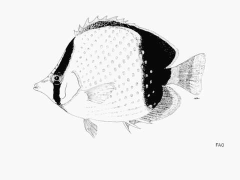 Image of Gardiner's Butterflyfish