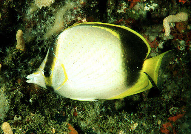 Image of Gardiner's Butterflyfish