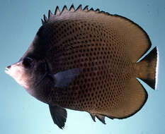 Image of Black-spotted Butterflyfish