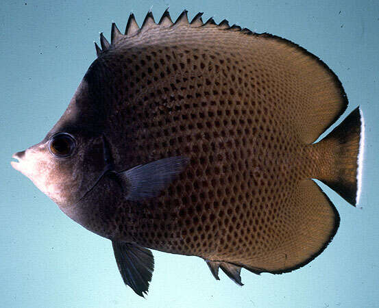 Image of Black-spotted Butterflyfish