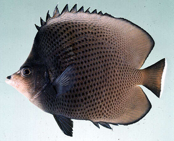 Image of Black-spotted Butterflyfish