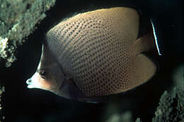 Image of Black-spotted Butterflyfish