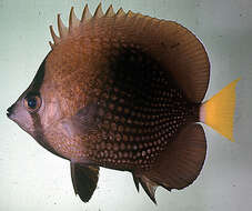 Image of Tahiti Butterflyfish