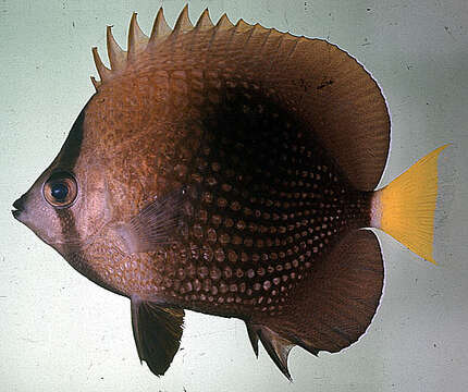 Image of Tahiti Butterflyfish