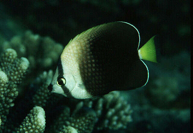 Image of Tahiti Butterflyfish