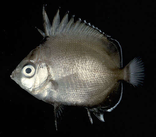 Image of Easter Island Butterflyfish