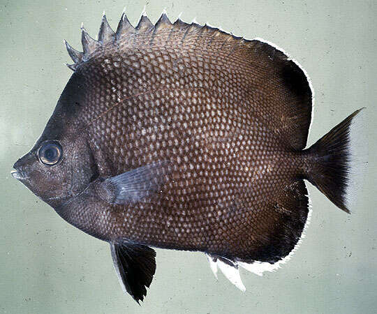 Image of Easter Island Butterflyfish