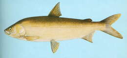 Image of Amur whitefish