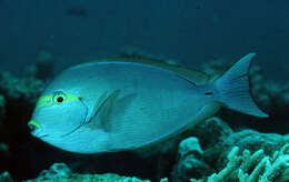 Image of Bleeker's Surgeonfish