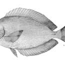 Image of Bleeker's Surgeonfish