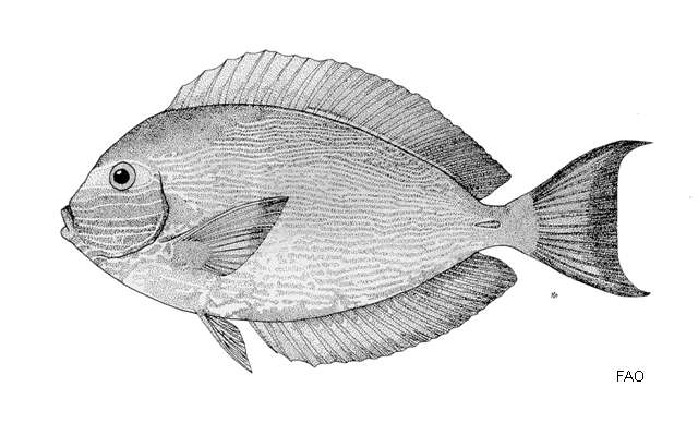 Imagem de Acanthurus mata (Cuvier 1829)