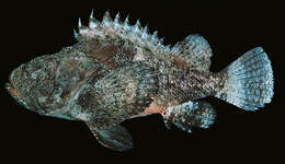 Image of Bandtail scorpionfish