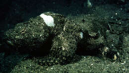 Image of Bandtail scorpionfish