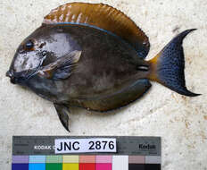 Image of Dussumier's Surgeonfish