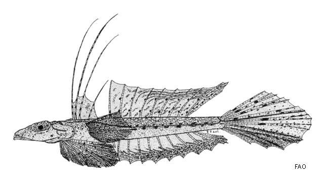 Image of Australian filamentous dragonet