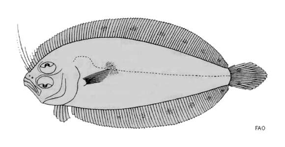 Image of Long lefteye flounder