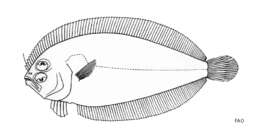 Image of Japanese lefteye flounder