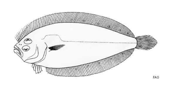 Image of Many-spotted lefteye flounder