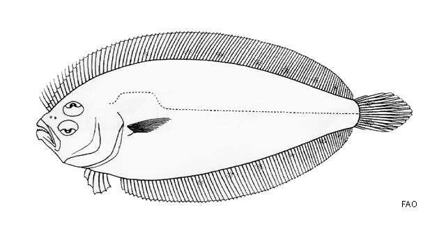 Sivun Arnoglossus polyspilus (Günther 1880) kuva