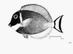 Imagem de Acanthurus leucosternon Bennett 1833