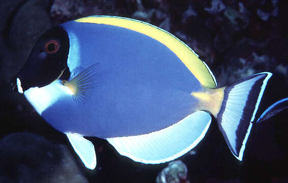 Image of Blue Surgeonfish