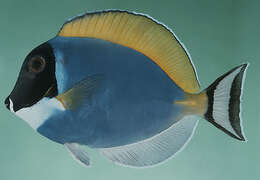 Imagem de Acanthurus leucosternon Bennett 1833