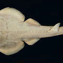 Image of Clubnose Guitarfish