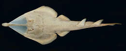 Image of Clubnose Guitarfish