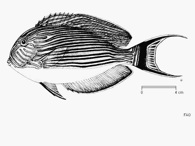 Imagem de Acanthurus lineatus (Linnaeus 1758)
