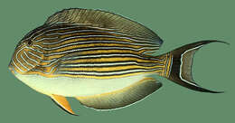 Imagem de Acanthurus lineatus (Linnaeus 1758)