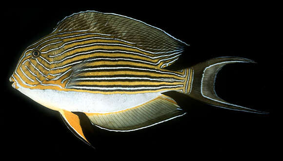 Imagem de Acanthurus lineatus (Linnaeus 1758)