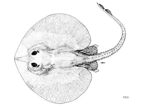 صورة Rajella annandalei (Weber 1913)