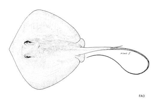 Image of Brown Stingray