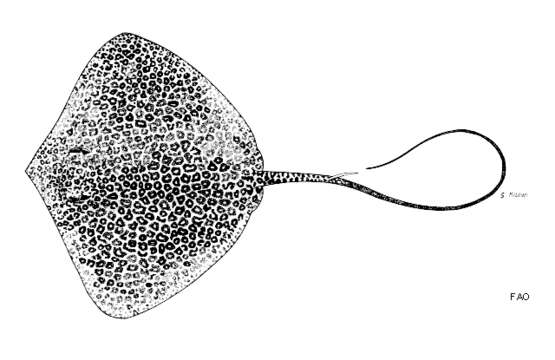 Image of Bleeker's Variegated Whipray