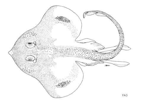 Image of Siboga pygmy skate