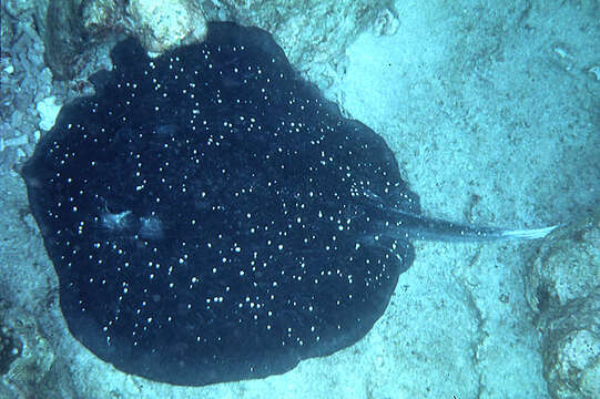 صورة Urogymnus granulatus (Macleay 1883)