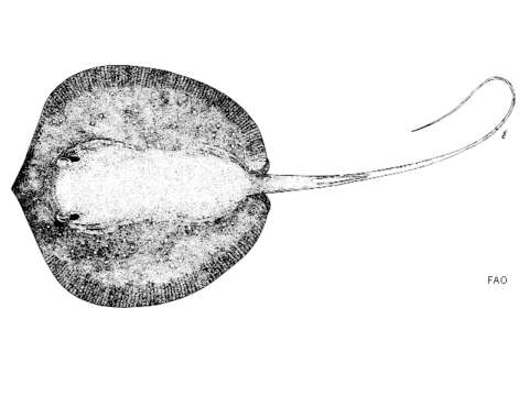 صورة Urogymnus granulatus (Macleay 1883)