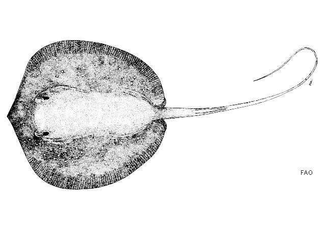 Слика од Urogymnus granulatus (Macleay 1883)