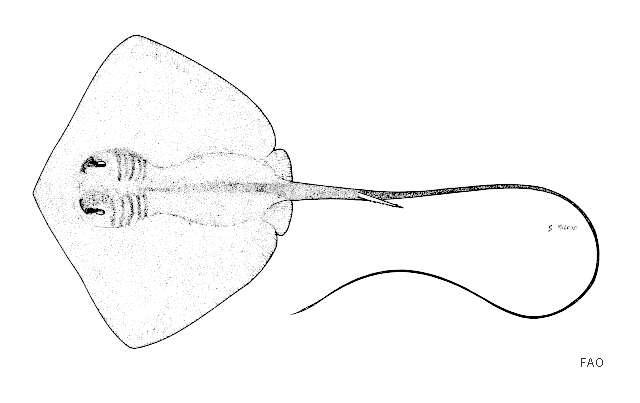 Image of Pink Whipray