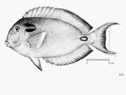 Image of Doubleband Surgeonfish