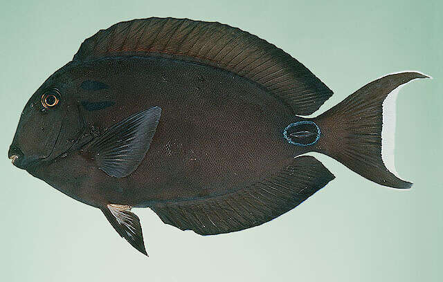 Image of Doubleband Surgeonfish