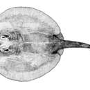 Image of Java stingaree