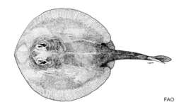 صورة Urolophus javanicus (Martens 1864)