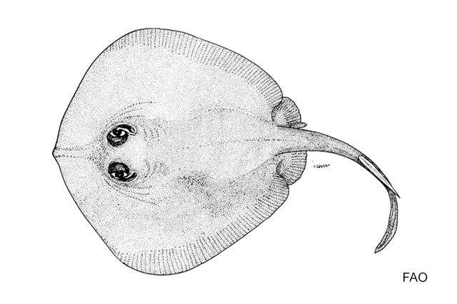 صورة Urolophus kaianus Günther 1880