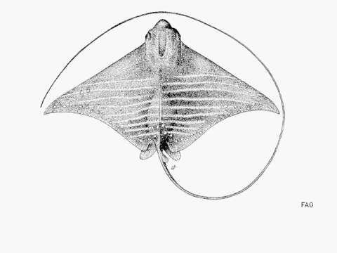 Image of Mottled Eagle Ray