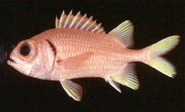 Image of Golden-finned squirrelfish