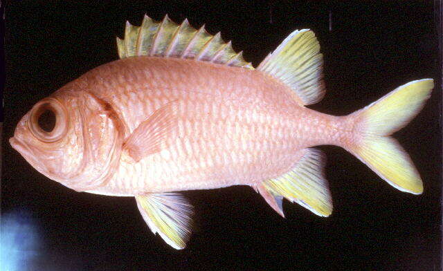 Image of Golden-finned squirrelfish