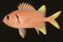 Image of Golden-finned squirrelfish