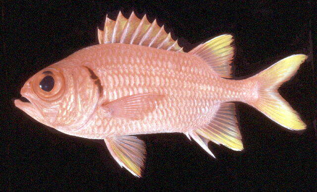 Image of Golden-finned squirrelfish